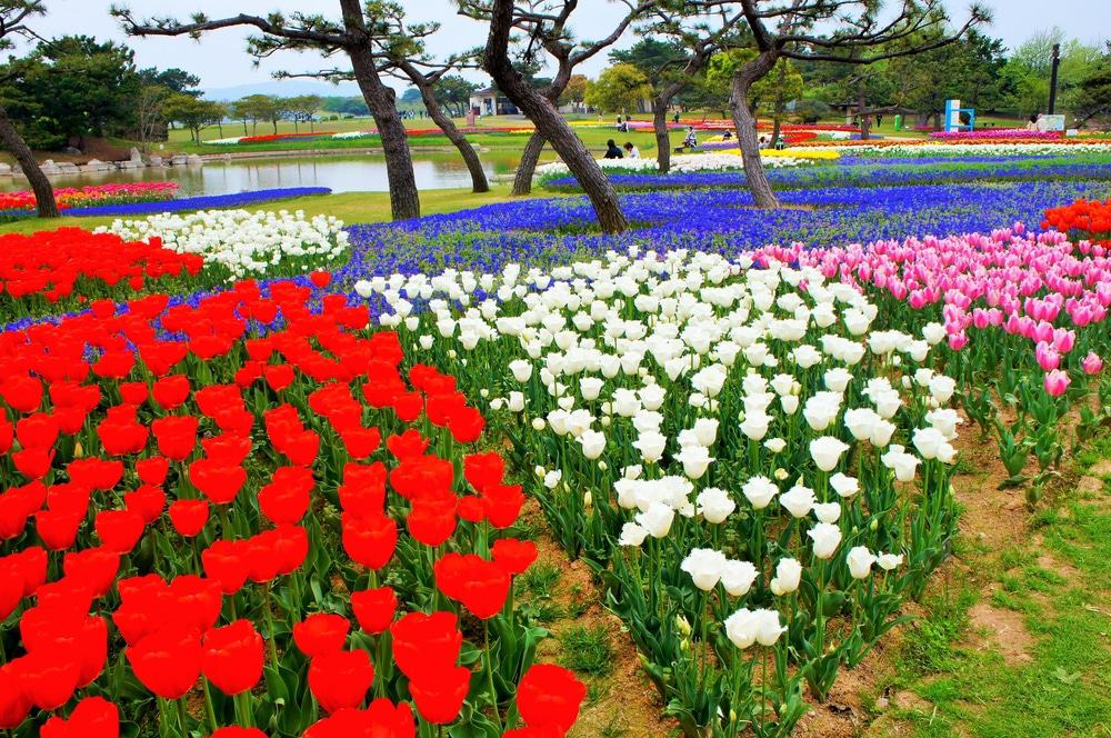 Uminonakamichi Seaside Park