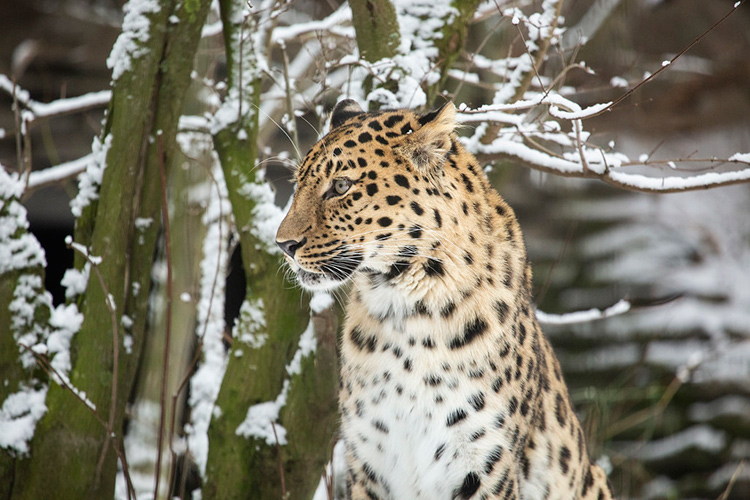 Фото:  Annika Sorjonen (2019) Korkeasaari Zoo