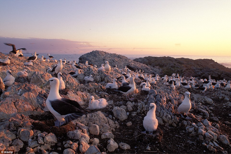 Albatross Island is home to many bird species, including the albatross, but the public is banned from visiting the private nature reserve