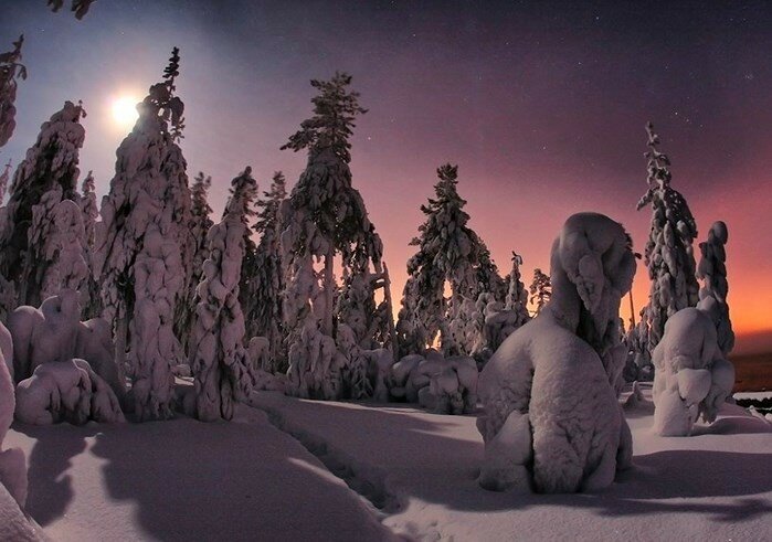 Зимняя тайга (фото)