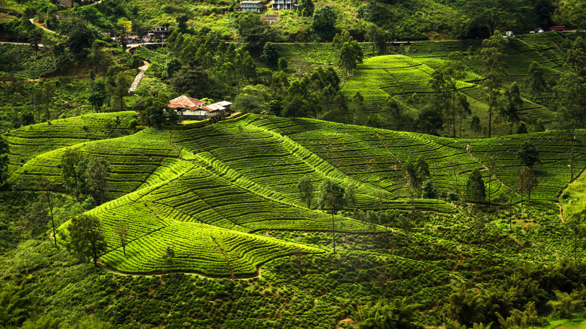 Фото: чайные плантации на Шри-Ланке