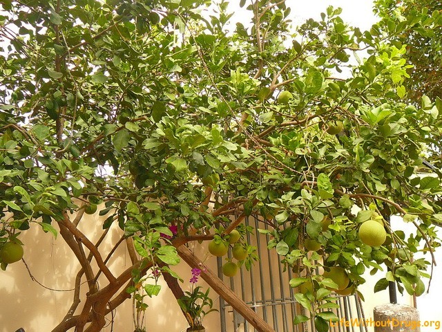Тропические фрукты в Камбоджа