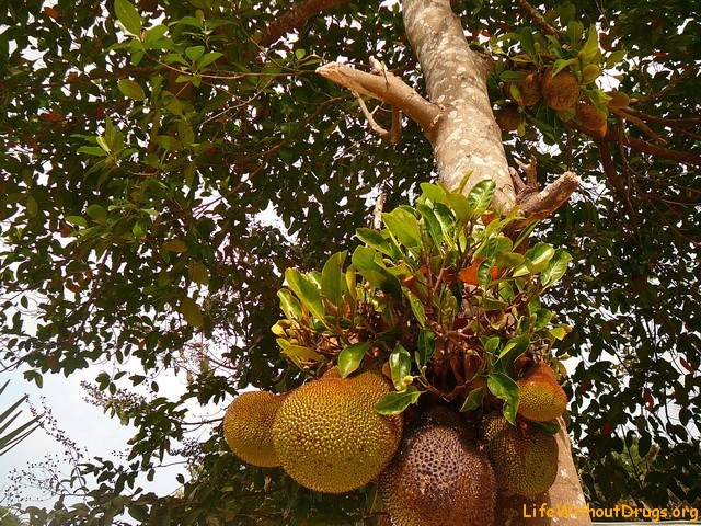 Тропические фруктовые деревья в Камбодже