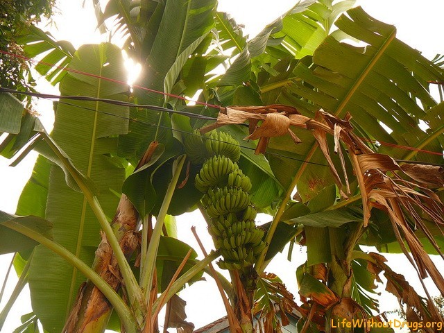 Бананы в Камбодже
