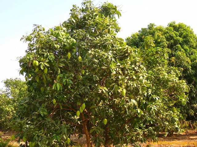 Тропический фрукт - манго, Камбоджа