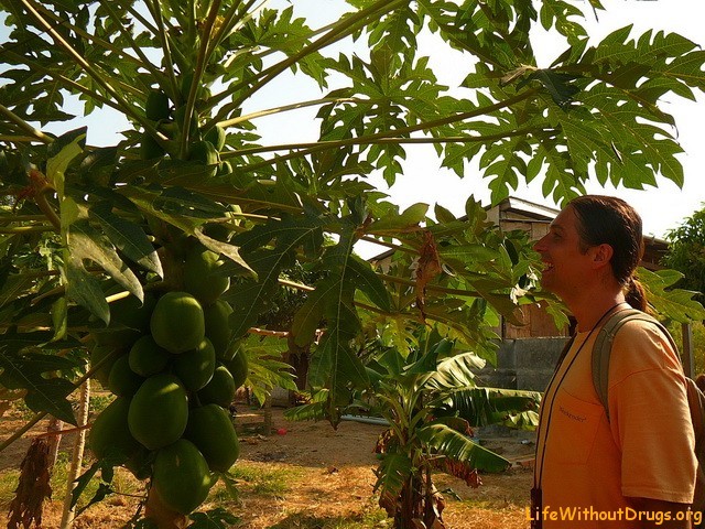 Кеп, Камбоджа, плантация фруктов