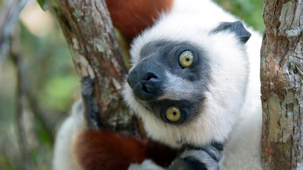 a lemur hanging from a tree on a Madagascar tour