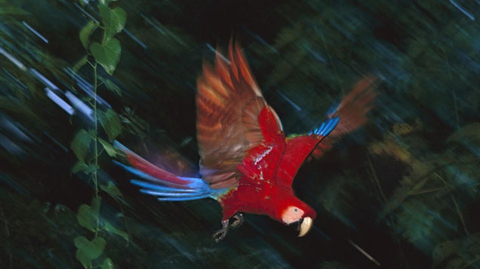 Красный ара - символ страны Гондурас. 