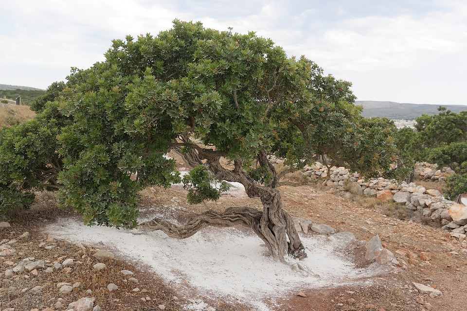 Мастиховые деревья растут на южной стороне острова, где почти не бывает дождей. Фото: Юлия СМИРНОВА