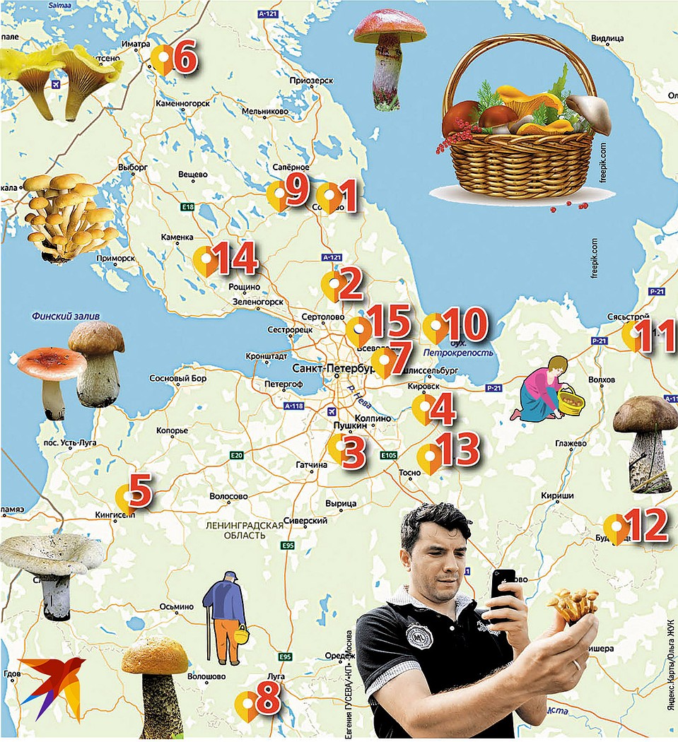 Карта грибных мест Ленинградской области. Фото: Ольга ЖУК