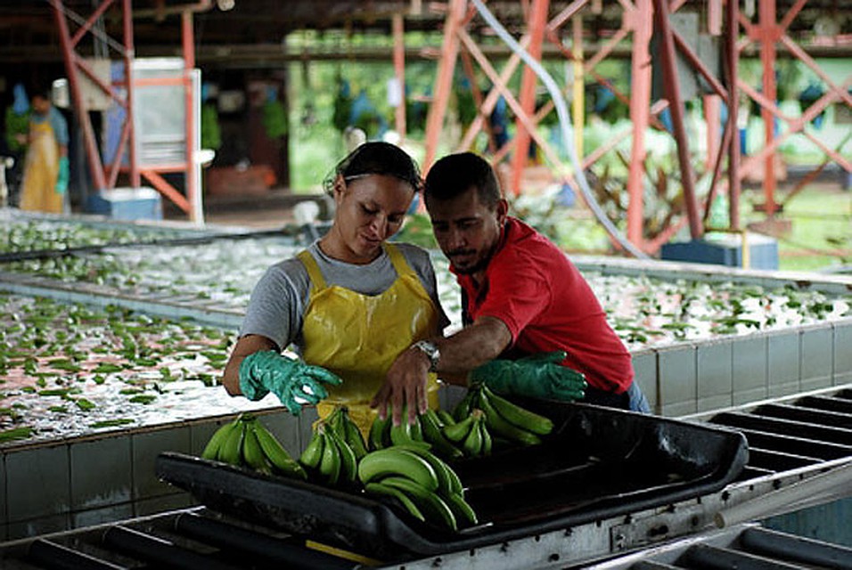 Экспорт бананов - ключевой сектор экономики страны. 