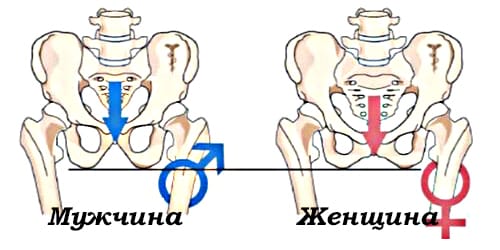 Отличия в строении тазе у мужчин и женщин