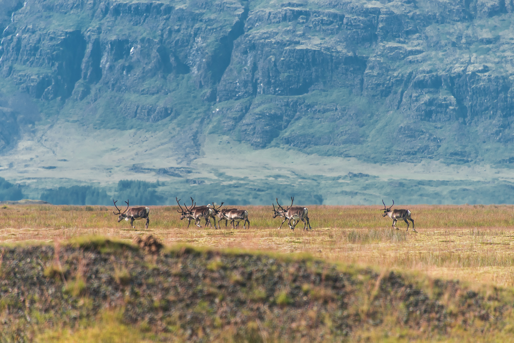 Дикие олени в Исландии