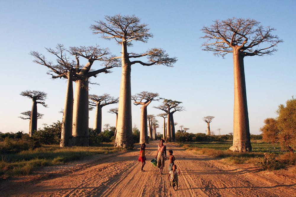 baobab trees