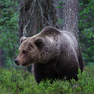 Bear watching in Finland