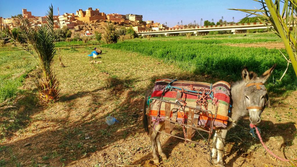 сельское хозяйство в Марокко