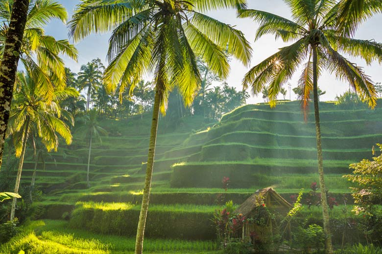 Rice terraces in Bali © asab974 - Fotolia.com
